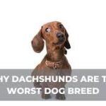 why dachshunds are the worst breed